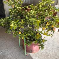 Pianta di limone