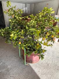 Pianta di limone