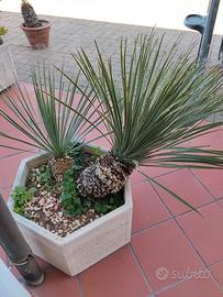 Pianta Dasylirion texanum