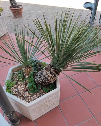 Pianta Dasylirion texanum