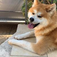 Akita Inu per accoppiamento