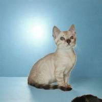 Cuccioli gatto Bengala