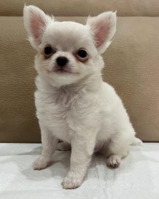 Chihuahua con pedigree