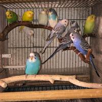 Cocorite giovanissime