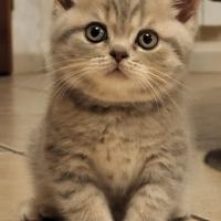 Cuccioli british