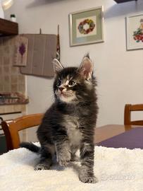 Maine coon cuccioli