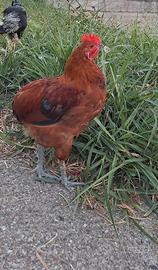 Gallo Olive Egger