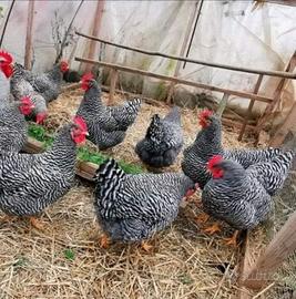 Barred rock ovaiole allevati a terra