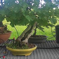 bonsai di vite