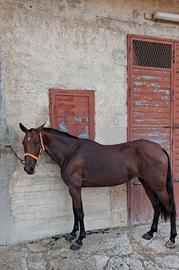 Cavalla p r e