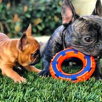 Bulldog Francese per accoppiamento