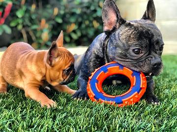 Bulldog Francese per accoppiamento