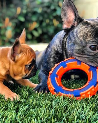 Bulldog Francese per accoppiamento