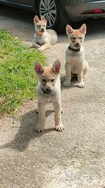 Cane lupo cecoslovacco cuccioli