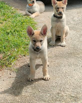 Cane lupo cecoslovacco cuccioli
