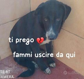 THOR 5 ANNI Taglia medio grande