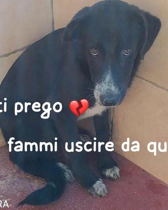 THOR 5 ANNI Taglia medio grande