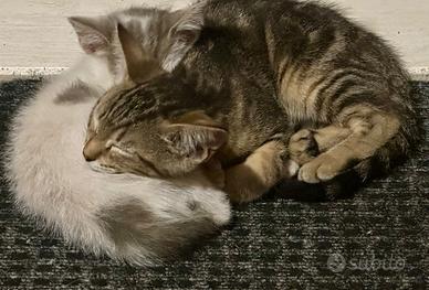 Regalasi gattini