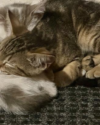 Regalasi gattini