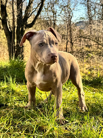Cucciolo pitbull silver ukc