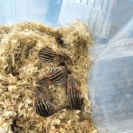 Topi cinghiale (Lemniscomys)