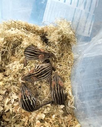Topi cinghiale (Lemniscomys)