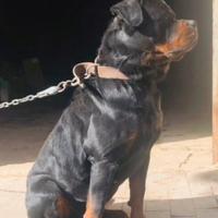 Rottweiler Monta