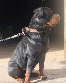 Rottweiler Monta