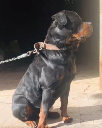 Rottweiler Monta