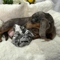 Bassotto Arlecchino blu