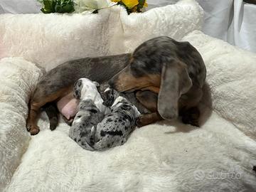 Bassotto Arlecchino blu