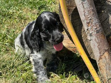 Cocker