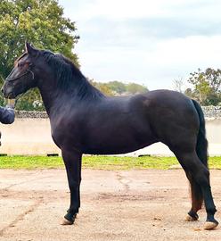 Cavalla murgese