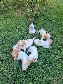 Cuccioli di cani da caccia o da compagnia