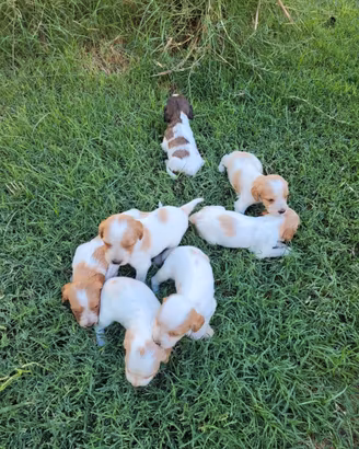 Cuccioli di cani da caccia o da compagnia