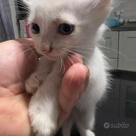 Animali gatti