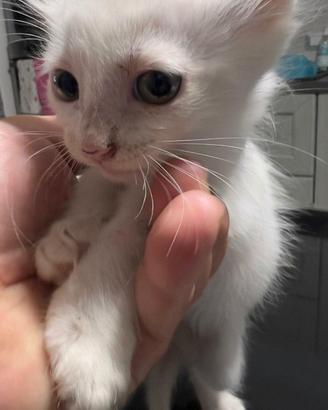 Animali gatti