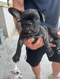 Cuccioli di Bulldog francese con Pedigree