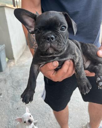 Cuccioli di Bulldog francese con Pedigree