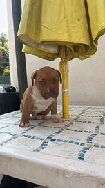 Cuccioli american Pitbull