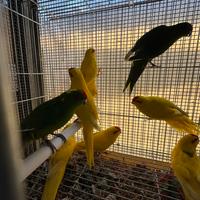 Pappagalli Kakariki in molte mutazioni