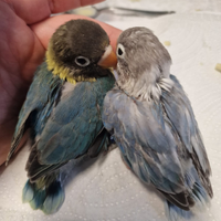 Coppia di inseparabili Personata mutati ex allevat