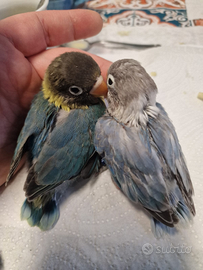 Coppia di inseparabili Personata mutati ex allevat
