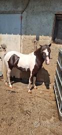 Pony