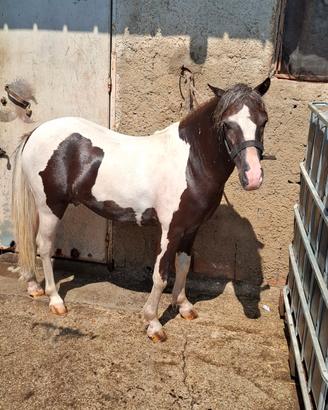 Pony