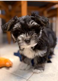 Dolcissima cucciola di Morkie