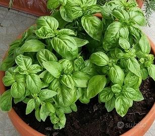 Piantine di Basilico Naturale fatto in casa