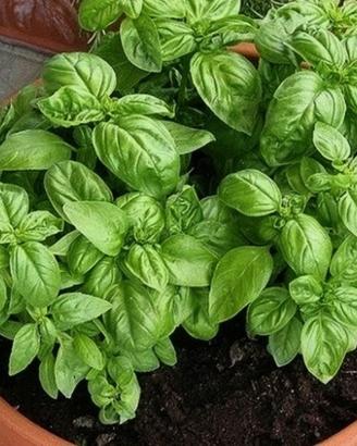 Piantine di Basilico Naturale fatto in casa