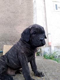 Cucciolo di corso