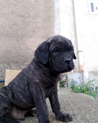 Cucciolo di corso